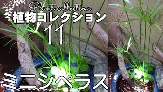 ミニシペラス栽培環境＆育て方♥植物コレクション11 Cyperus alternifolius Gracilis♥めだかビオトープ ♠biotope♥ [upl. by Gabbey420]