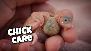 Caring for Newborn Baby Budgies [upl. by Wurtz]