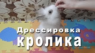 Дрессировка кролика командам quotКо мнеquot quotСтойкаquot quotКружисьquot Часть 1 Training rabbit [upl. by Verla]