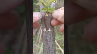 Easy Trees Grafting Techniques plants grafting tree graft nature farming fruittrees ytshort [upl. by Loveridge]