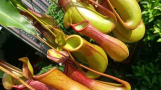 Pitcher Plants Nepenthes [upl. by Burty]