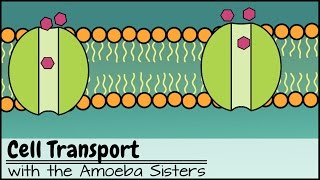 Cell Transport [upl. by Amolap]