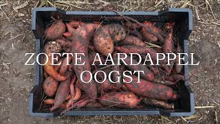 Zoete aardappel oogst [upl. by Norvell]