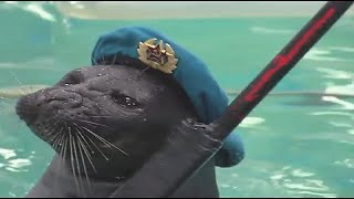 Ultimate Seal Meme Compilation  Deluxe 2022 Edition [upl. by Nibor461]