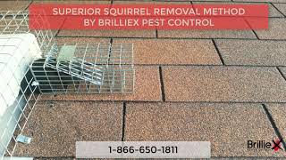 Squirrel Removal via One Way Door  Brilliex Pest Control [upl. by Jerrome]