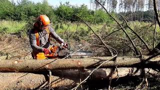 Chainsaw Husqvarna 560XP  Felling and branching tree [upl. by Siuoleoj]