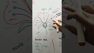 Angeosperm class 11 biology Angeospermae FlowerofangeospermEmaanLearning [upl. by Renzo]