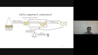 Competent Cells Preparation [upl. by Jerald697]