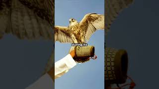 The peregrine falcon is the fastest bird on Earth shorts birds facts [upl. by Naihr]