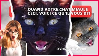 QUAND VOTRE CHAT MIAULE CECI VOICI CE QUIL VOUS DIT [upl. by Joelly]