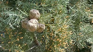 Cupressus sempervirensAkdeniz ServisiMediterranean cypress [upl. by Anim]