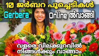 10 ജർബറ പൂച്ചെടികൾ ഓൺലൈനായി വാങ്ങി  വിലക്കുറവിൽനിങ്ങൾക്കും വാങ്ങാം  Gerbera flower plant [upl. by Assiram]