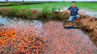 Brilliant Ideas for Successful Fish Farming Inside The Most Successful Ornamental Fish Farm [upl. by Pesek386]