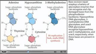 Base Excision Repair Animation  Excision repair of DNA animation [upl. by Celinda]