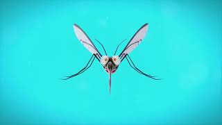 Part 9  Vector controlBiology of Anopheles epiroticus Mosquitoes [upl. by Nueormahc659]