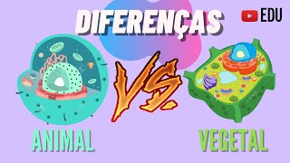 CÉLULA ANIMAL E CÉLULA VEGETAL  DIFERENÇAS  ANIMAÇÃO [upl. by Asamot]