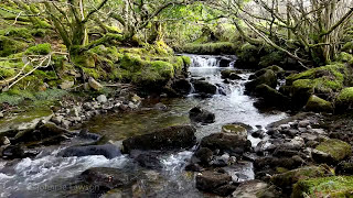 Forest River Nature SoundsMountain Stream Waterfall8 Hr Relaxing Birds amp Water Sounds for Sleeping [upl. by Inava372]