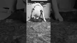 Dogo argentino 😱👺 dog americanbully pitlove dogbreed dog corsolove pets [upl. by Sharl]