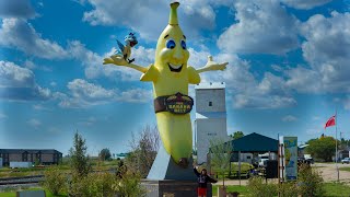 Worlds Biggest Banana  Melita Manitoba Shorts [upl. by Socram]