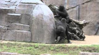 San Diego Zoo Safari Park Gorillas [upl. by Toille]