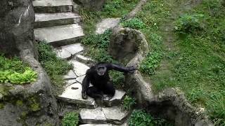 Crazy Chimp alpha ape Flinging Feces John Ball Zoo Grand Rapids Michigan alpha ape [upl. by Hazem382]