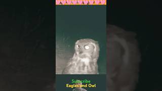 Eagle and owl eagle eagles owl owls animals [upl. by Anilag]