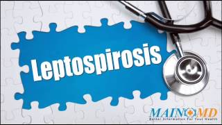 Leptospirosis ¦ Treatment and Symptoms [upl. by Annauqaj217]