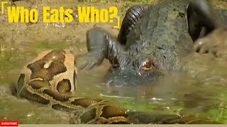 Python vs Alligator Who Eats Who [upl. by Euh]