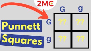 Punnett Square Basics  Mendelian Genetic Crosses [upl. by Laks]