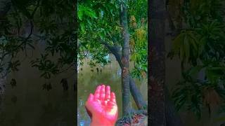 Bisthi pore tapur tupur song plzsubscribemychannel [upl. by Adnalra585]