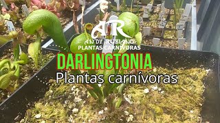 Darlingtonia californica principales cuidados  Andy Rubiano™ [upl. by Rossner]