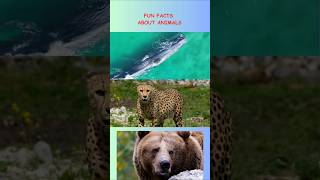 Crazy Cheetah vs Enormous Blue Whale Facts 2024 [upl. by Neda888]