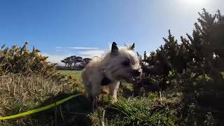 Cairn Terrier Dog’s Easter Sunday Walk in the Sun [upl. by Thorndike]