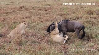 Rongai Cubs With a Wildebeest Kill in Masai Mara [upl. by Arhez]