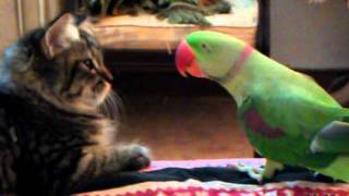 Cat vs Parrot [upl. by Rowen]