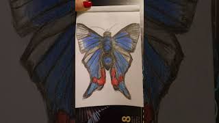 The process of creation of Periander Metalmark Butterfly 2024sketchingrysunekmotyl rysunekmotyla [upl. by Eeimaj]