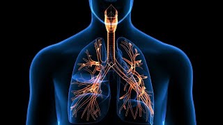 anatomie de lappareil respiratoire [upl. by Barthelemy]