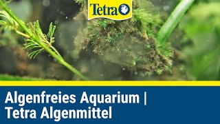 Zu viele Algen im Aquarium Algenfrei mit Tetra Algenmitteln [upl. by Pavla]