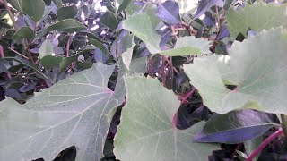 JaprakeDolmadakia Avgolemono Greek RecipeStuffed grape leaves with a lemony sauce [upl. by Faires967]