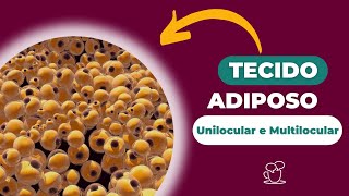 Tecido Adiposo  Unilocular e Multilocular [upl. by Nealey568]