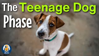 Understanding Your Adolescent Dog Teenage Hormones Emotions and Behavior [upl. by Daph]