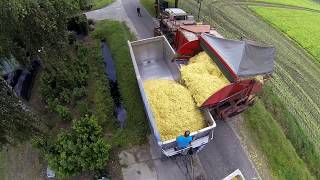 bonen plukkenpicking beans [upl. by Clarance]