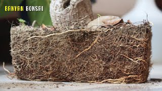 Ficus Benghalensis  Bonsai ideas shorts [upl. by Potts]