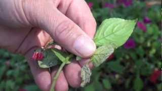 Impatiens Dying from Downy Mildewmov [upl. by Stella]