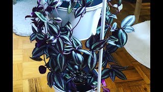 Tips For A Fuller Tradescantia zebrina  Wandering Jew Plant [upl. by Einniw]