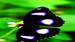 Butterfly life cycle butterfly animals youtubeshorts [upl. by Kelson]