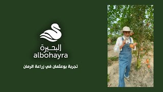 تجربة بوعثمان في زراعة الرمان 🧑🏼‍🌾  Albohayra [upl. by Javier]