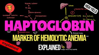 HAPTOGLOBIN Marker of Hemolytic anemia [upl. by Naujtna473]