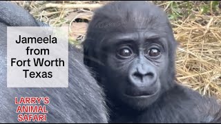 Baby Gorilla Jameela 16 from Fort Worth Texas  Baby Gorilla gorillas [upl. by Eiramnaej]