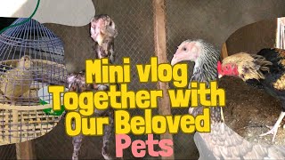 Pet roster in the house گھر میں پالتو جانوروں کی فہرستalipetshouse7 [upl. by Lesya]